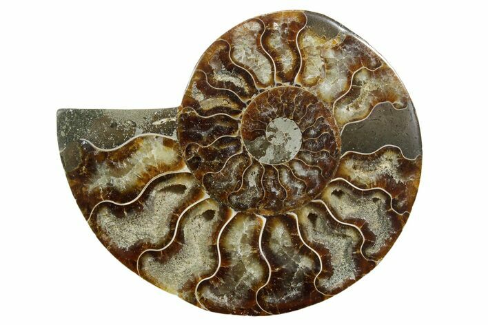 Cut & Polished Ammonite Fossil (Half) - Madagascar #349033